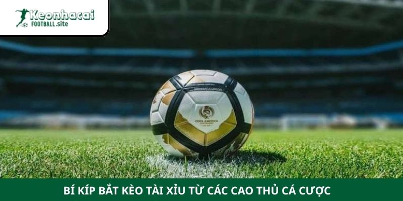 Bí kíp bắt kèo tài xỉu từ các cao thủ cá cược